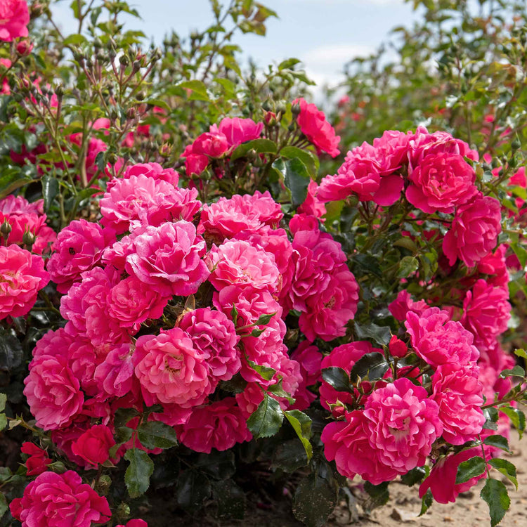 Rose ‘Flower Carpet Pink Supreme’ (Ground Cover)