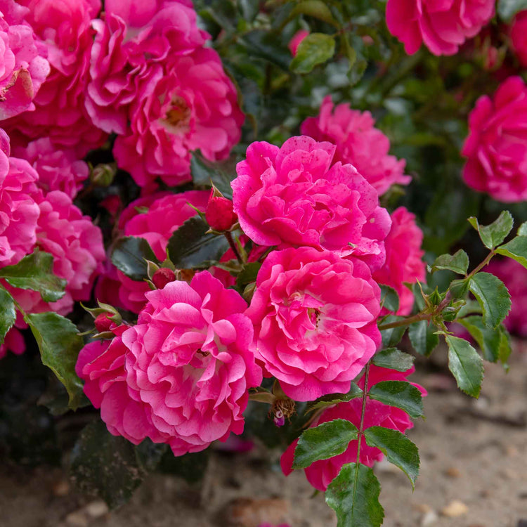 Rose ‘Flower Carpet Pink Supreme’ (Ground Cover)