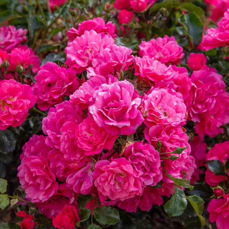 Rose ‘Flower Carpet Pink Supreme’ (Ground Cover)