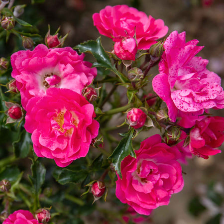 Rose ‘Flower Carpet Pink Supreme’ (Ground Cover)