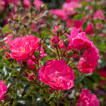 Rose ‘Flower Carpet Pink Supreme’ (Ground Cover)