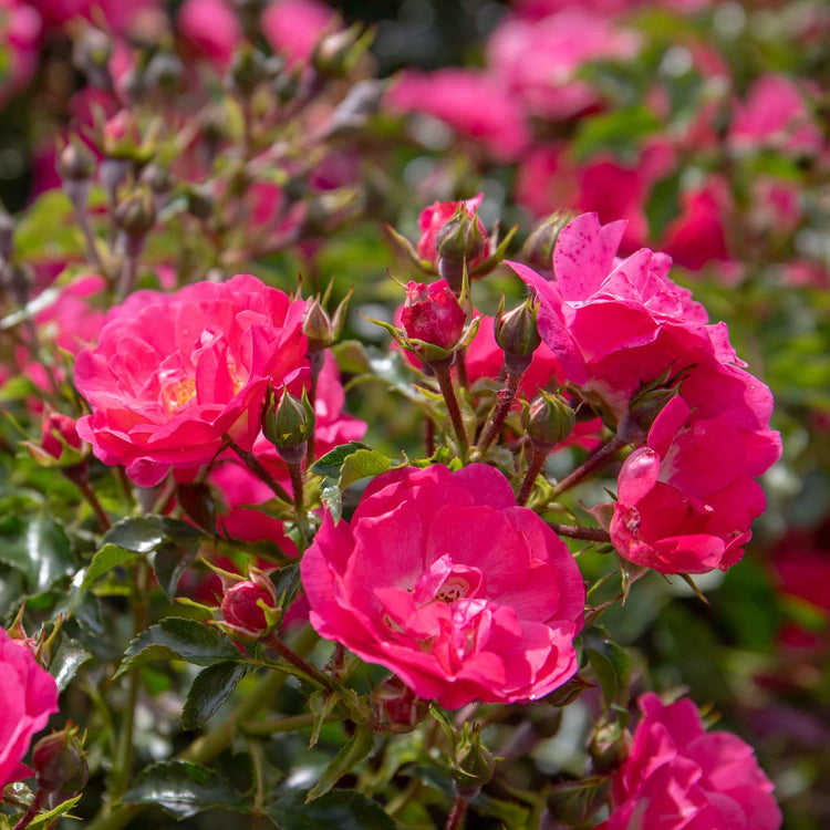 Rose ‘Flower Carpet Pink Supreme’ (Ground Cover)