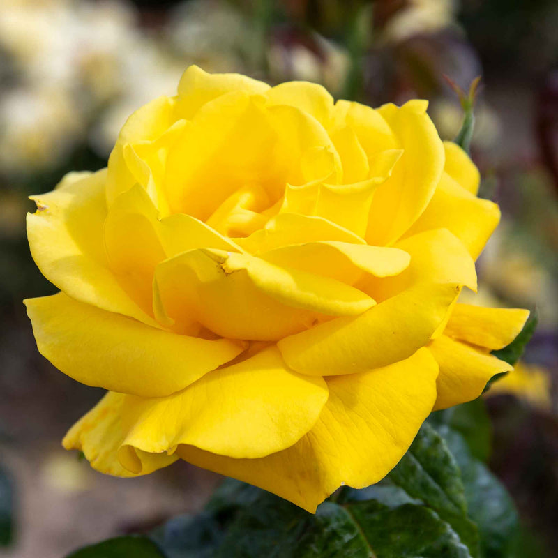 Rose ‘Golden Wedding’ (Floribunda)