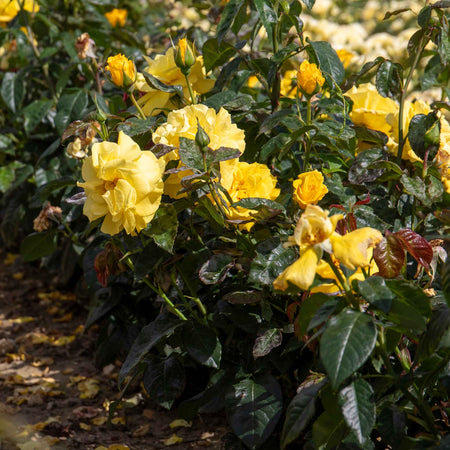 Rose ‘Golden Wedding’ (Floribunda)