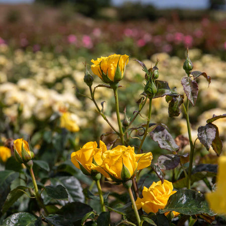 Rose ‘Golden Wedding’ (Floribunda)