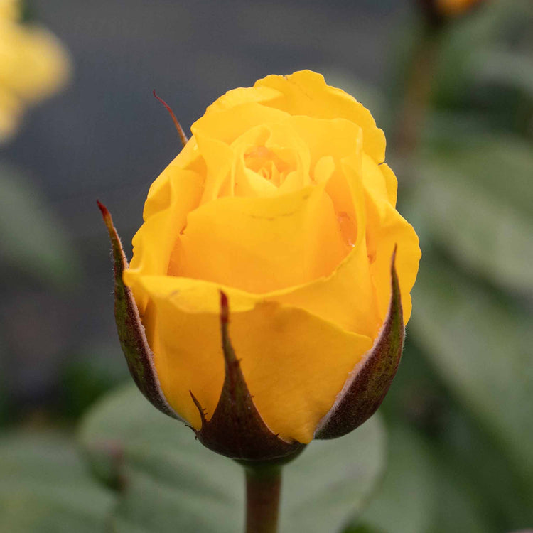Rose ‘Golden Wedding’ (Floribunda)