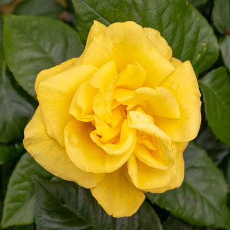 Rose ‘Golden Wedding’ (Floribunda)