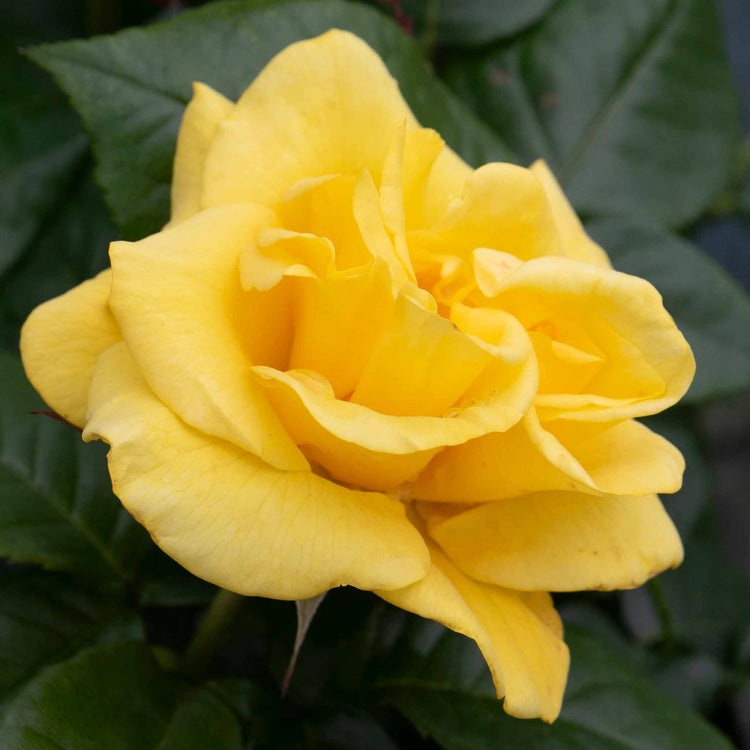 Rose ‘Golden Wedding’ (Floribunda)