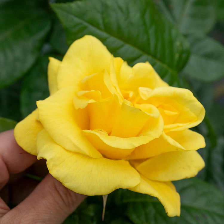 Rose ‘Golden Wedding’ (Floribunda)
