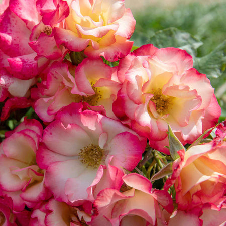 Rose ‘Birthday Girl’ (Floribunda)