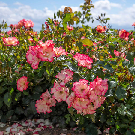Rose ‘Birthday Girl’ (Floribunda)