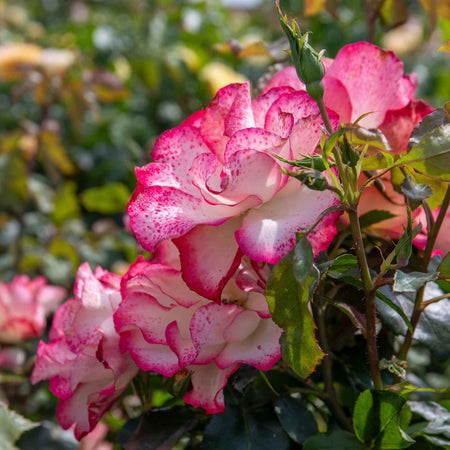 Rose ‘Birthday Girl’ (Floribunda)