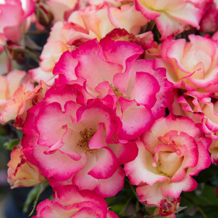 Rose ‘Birthday Girl’ (Floribunda)