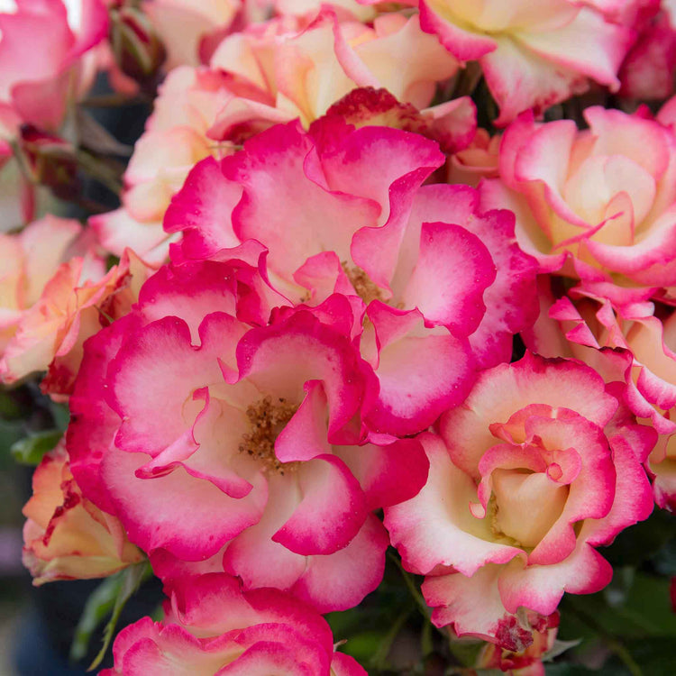 Rose ‘Birthday Girl’ (Floribunda)