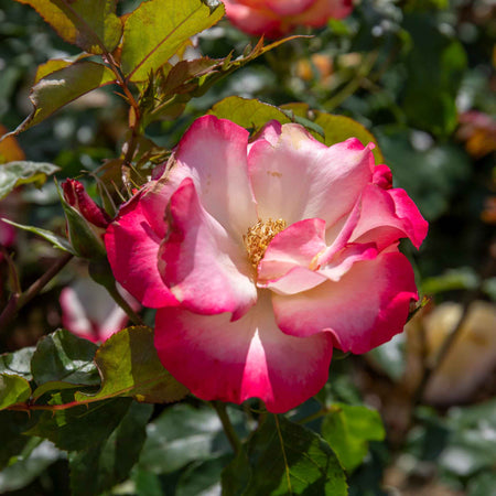 Rose ‘Birthday Girl’ (Floribunda)