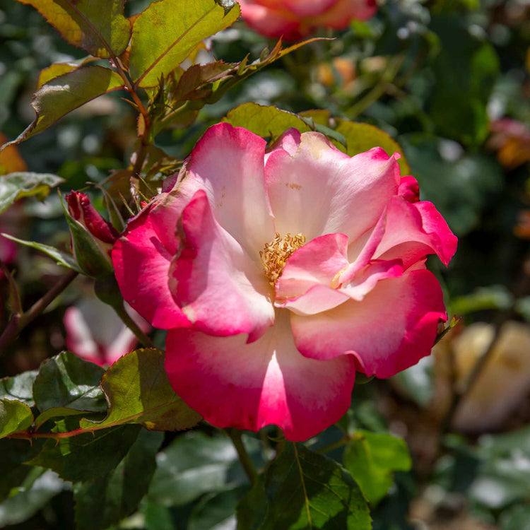 Rose ‘Birthday Girl’ (Floribunda)