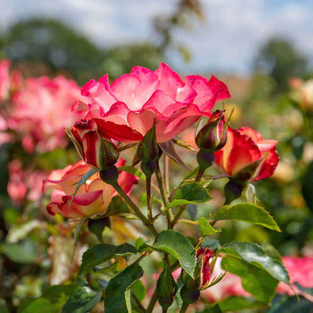 Rose ‘Birthday Girl’ (Floribunda)
