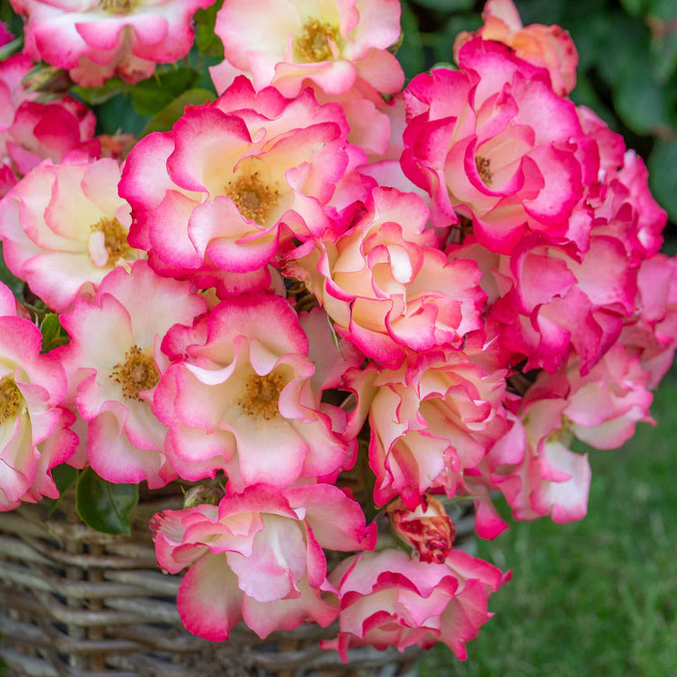 Rose ‘Birthday Girl’ (Floribunda)