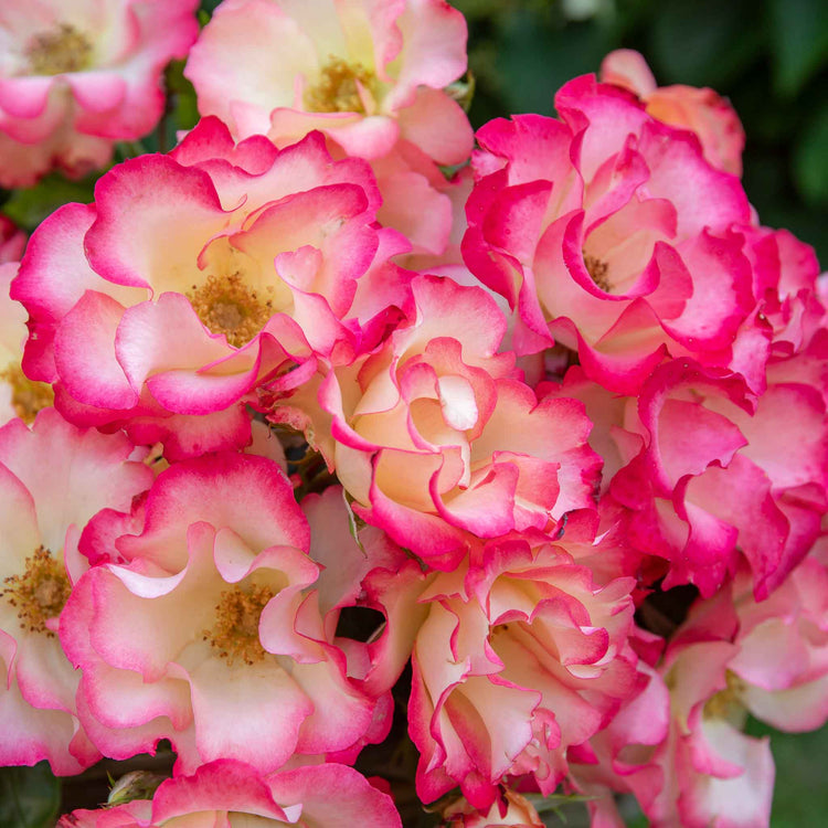 Rose ‘Birthday Girl’ (Floribunda)