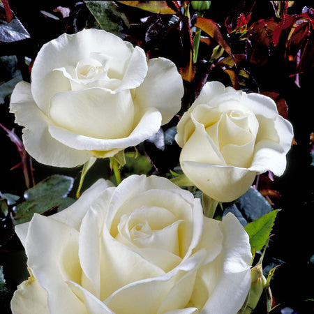 Rose ‘Silver Anniversary’ (Hybrid Tea)