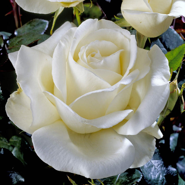 Rose ‘Silver Anniversary’ (Hybrid Tea)
