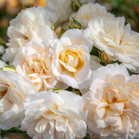 Shrub Rose Collection