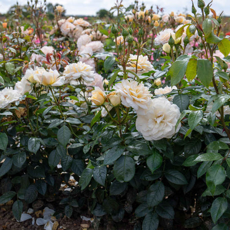 Rose ‘Champagne Moment’ (Floribunda)