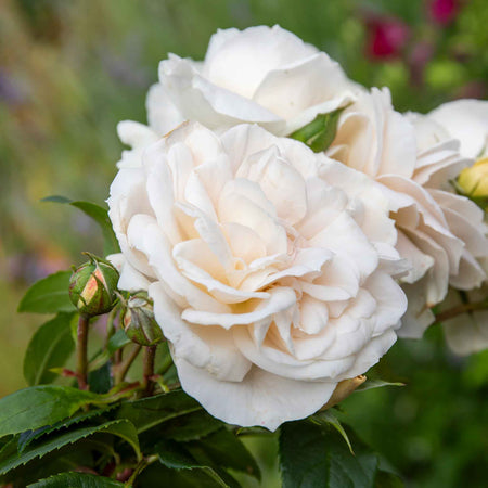 Rose ‘Champagne Moment’ (Floribunda)