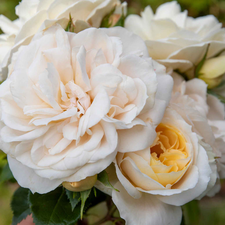 Rose ‘Champagne Moment’ (Floribunda)