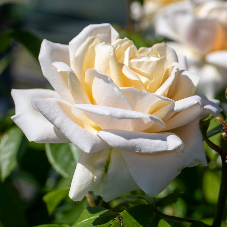 Shrub Rose Collection
