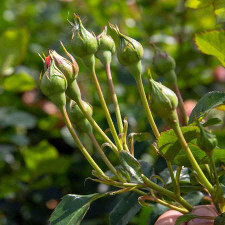 Rose ‘Scent from Heaven’ ROTY 2017 (Climbing Rose)