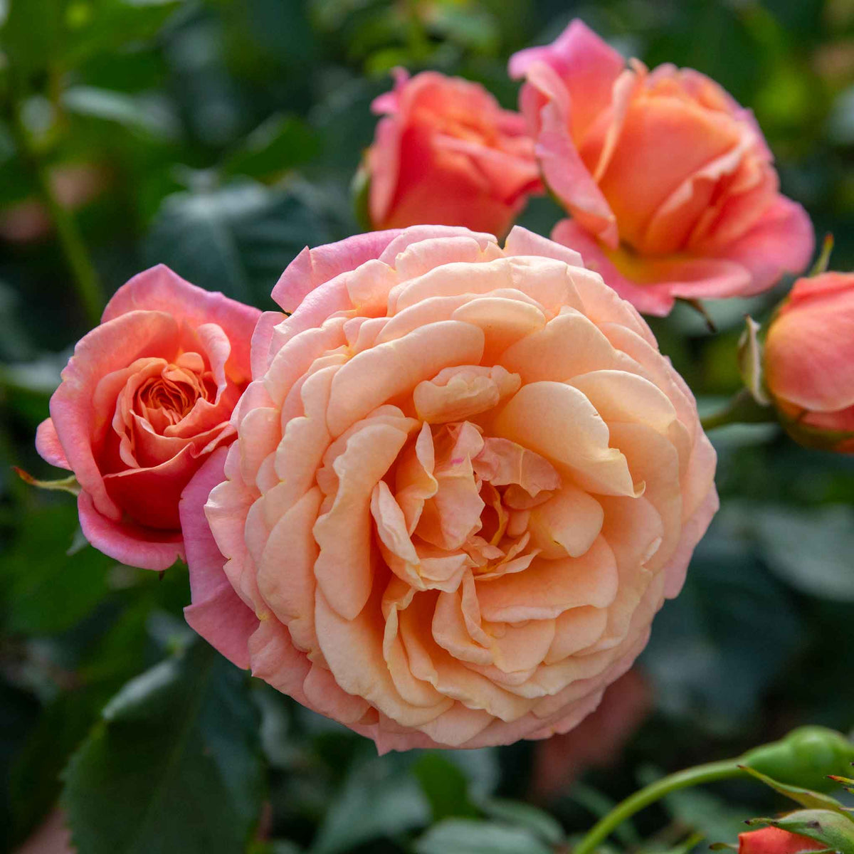 Award-winning Rose ‘Scent from Heaven’ ROTY 2017 (Climbing Rose) displays large salmon-orange flowers set against healthy dark green leaves.