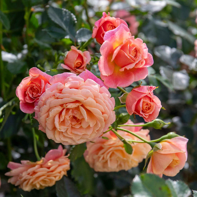 Rose ‘Scent from Heaven’ ROTY 2017 (Climbing Rose)