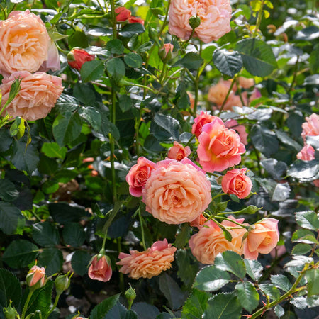 Rose ‘Scent from Heaven’ ROTY 2017 (Climbing Rose)