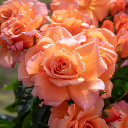 Rose ‘Scent from Heaven’ ROTY 2017 (Climbing Rose)