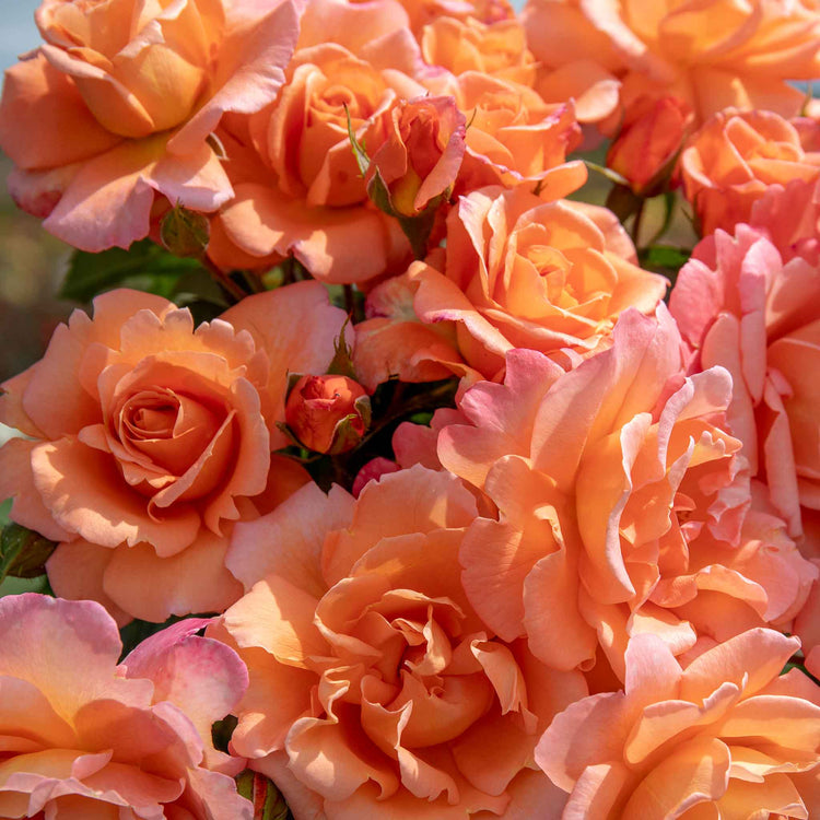 The Best Fragrance Rose Collection