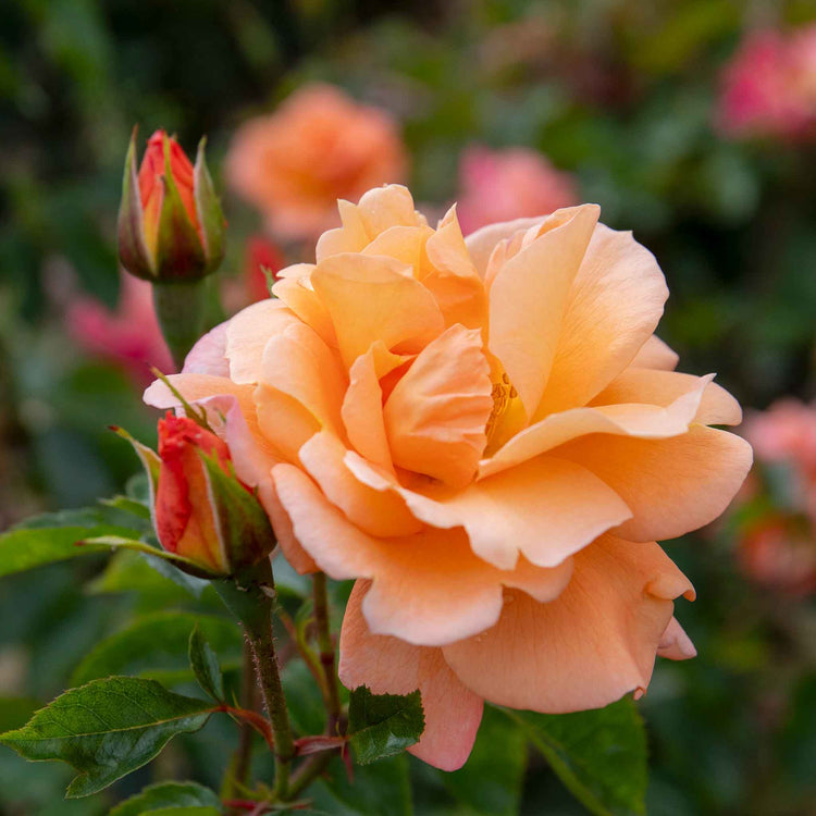 Rose ‘Scent from Heaven’ ROTY 2017 (Climbing Rose)