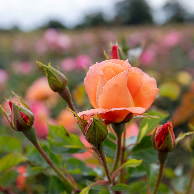 Rose ‘Scent from Heaven’ ROTY 2017 (Climbing Rose)