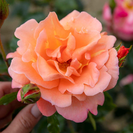 Rose ‘Scent from Heaven’ ROTY 2017 (Climbing Rose)