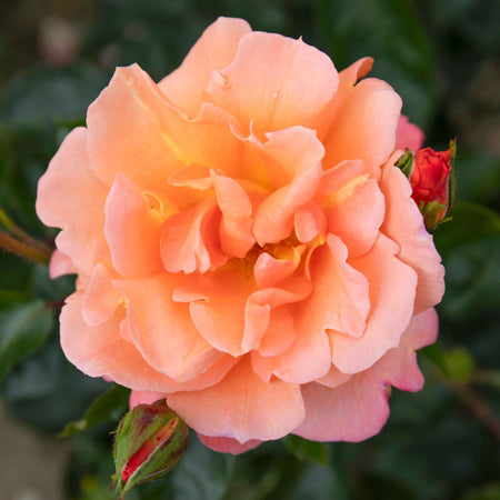 The Best Fragrance Rose Collection