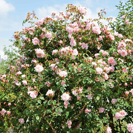 Climbing Rose Collection