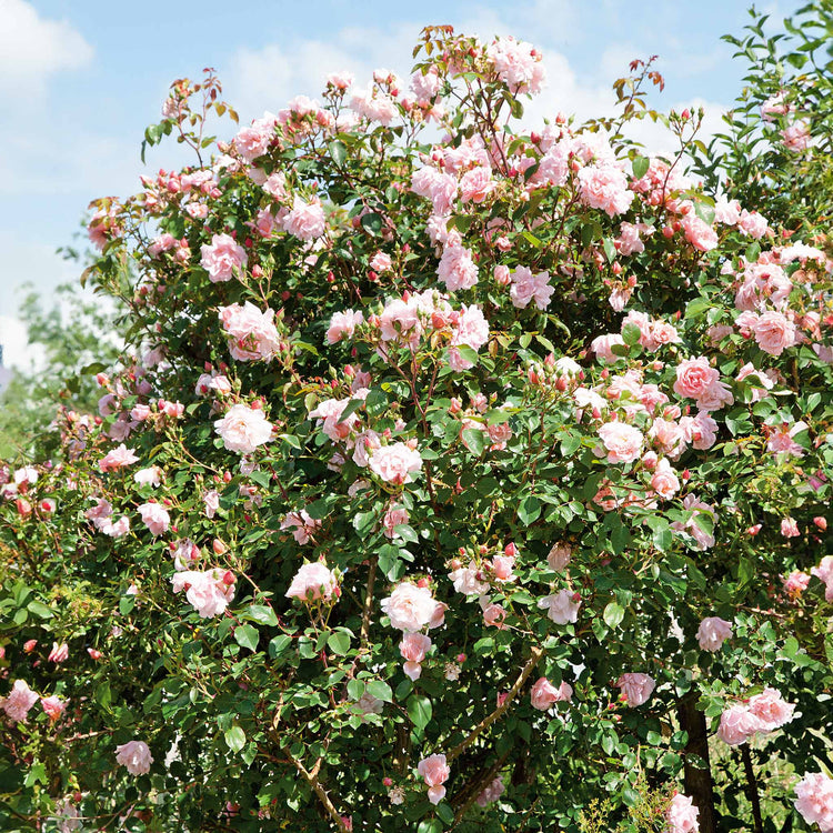 Climbing Rose Collection