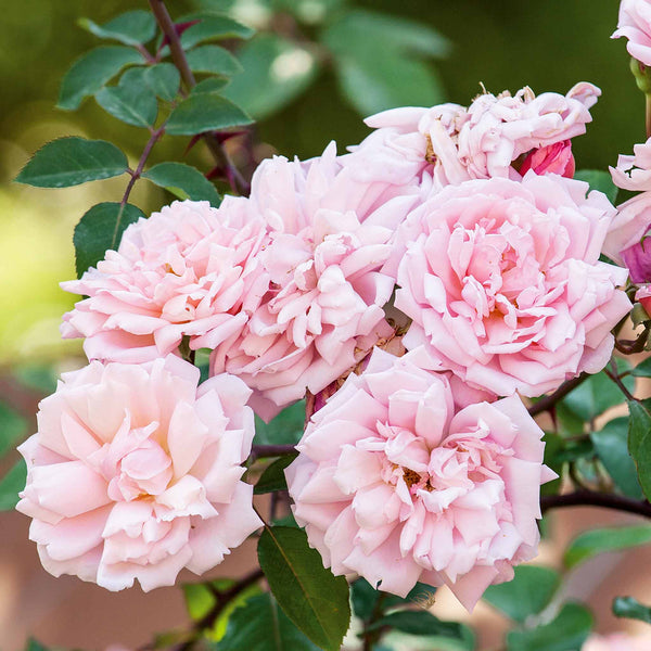 Rose ‘Albertine’ (Rambling Rose)
