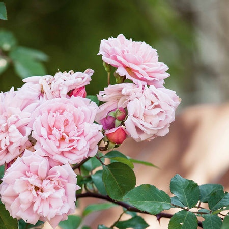Rose ‘Albertine’ (Rambling Rose)