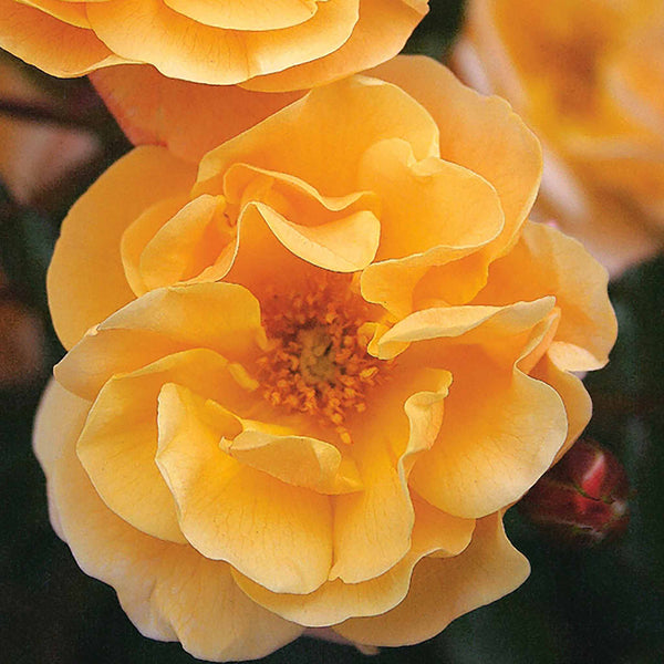 Rose ‘Flower Carpet Amber’ (Ground Cover)