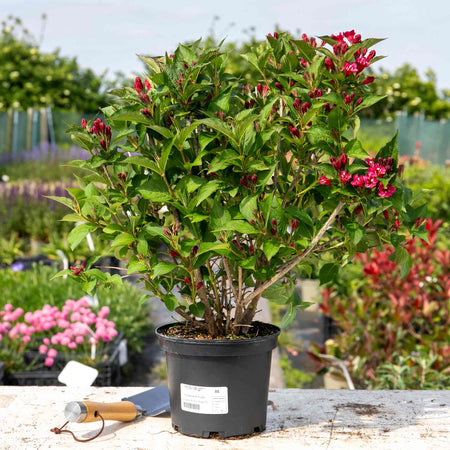 Weigela 'Bristol Ruby'