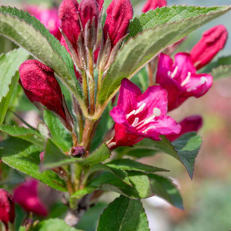 Weigela 'Bristol Ruby'
