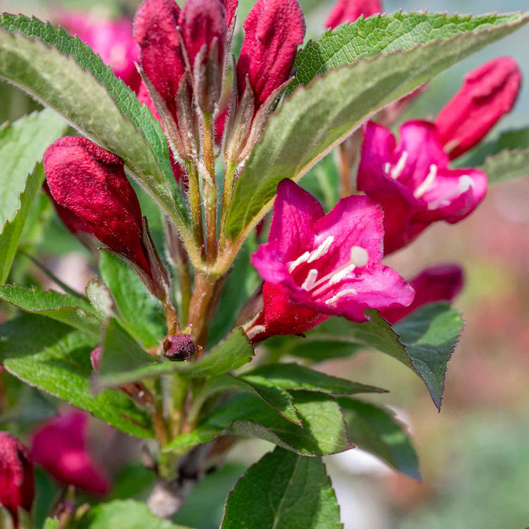 Weigela 'Bristol Ruby'