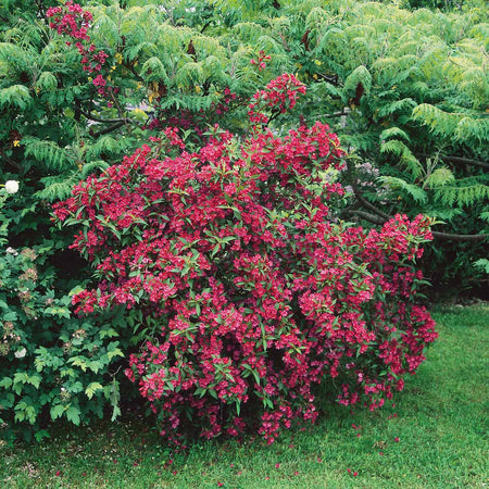 Weigela 'Bristol Ruby'
