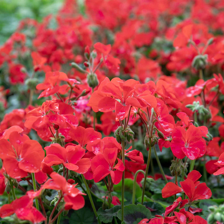 Geranium 'Palladium Best Red F1'